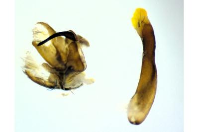 Adscita statices