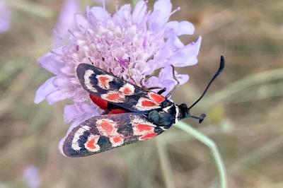 Zygaena occitanica