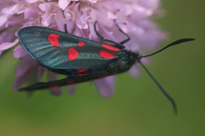 Zygaena filipendulae