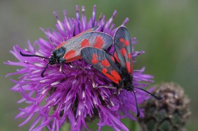 Zygaena loti