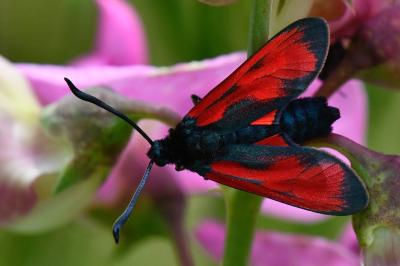 Zygaena filipendulae