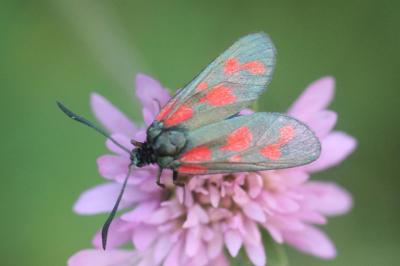 Zygaena viciae charon