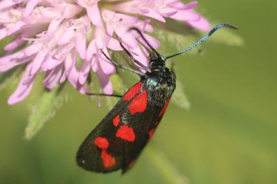 Zygaena viciae charon