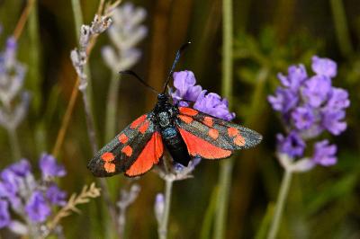 Zygaena transalpina