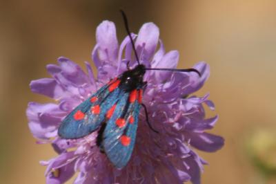Zygaena lonicerae