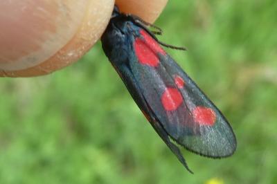 Zygaena trifolii