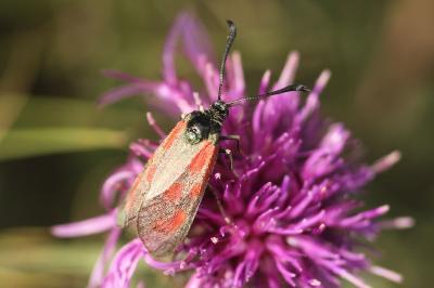 Zygaena loti