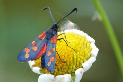 Zygaena transalpina
