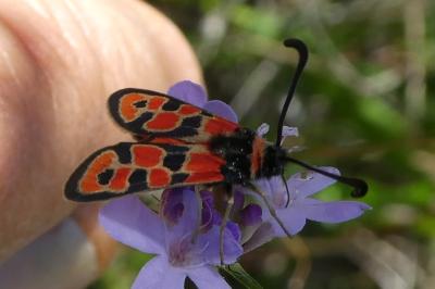 Zygaena fausta