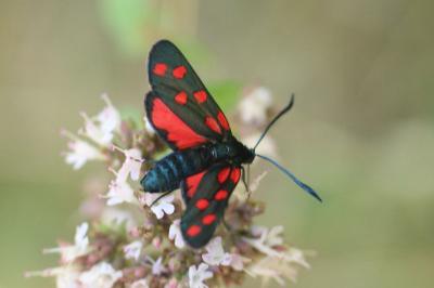 Zygaena transalpina