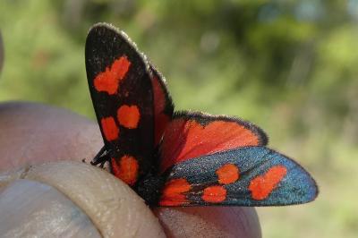 Zygaena transalpina