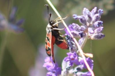 Zygaena carniolica