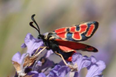 Zygaena carniolica