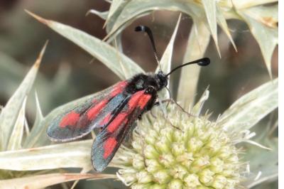 Zygaena sarpedon