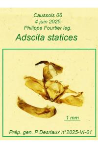 Adscita statices