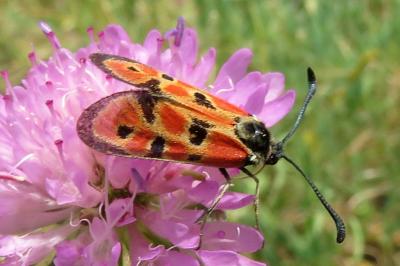 Zygaena hilaris
