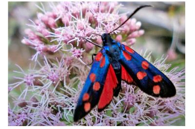 Zygaena transalpina