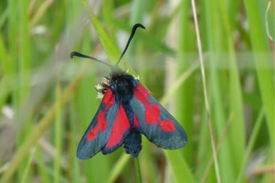Zygaena trifolii