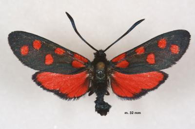 Zygaena transalpina