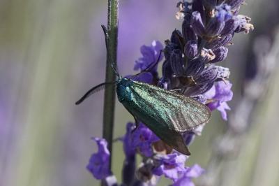 Adscita mannii