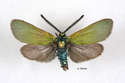 Adscita mannii