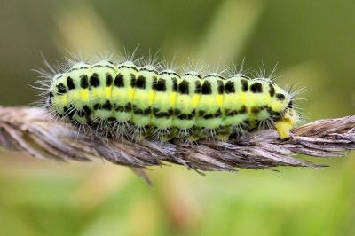 Zygaena transalpina