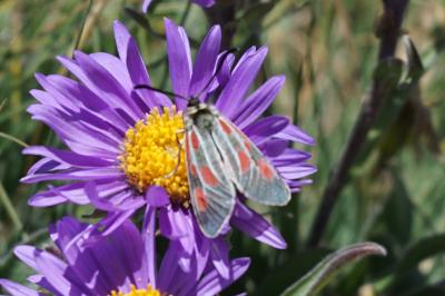 Zygaena exulans
