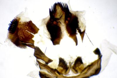 Zygaena trifolii