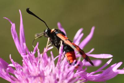 Zygaena fausta