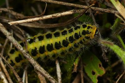 <i>Zygaena filipendulae</i>
