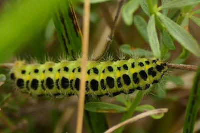 <i>Zygaena filipendulae</i>
