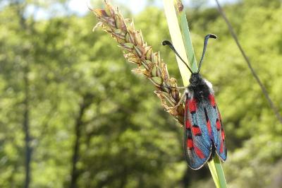 <i>Zygaena rhadamanthus</i>