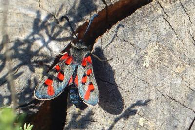 <i>Zygaena rhadamanthus</i>