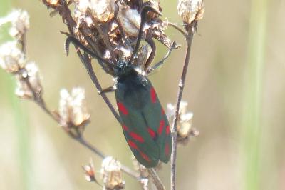 <i>Zygaena filipendulae</i>