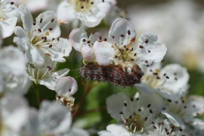 <i>Rhagades pruni</i>