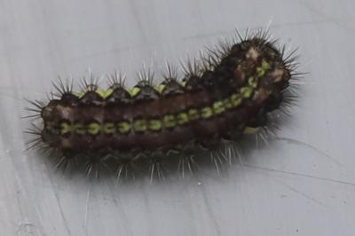<i>Aglaope infausta</i>