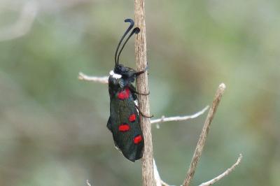 <i>Zygaena lavandulae</i>