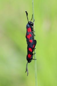 <i>Zygaena trifolii</i>