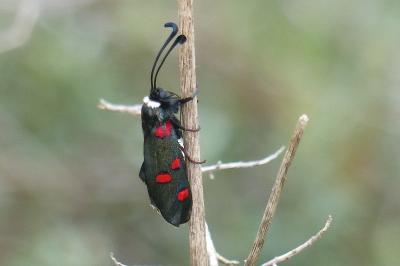 <i>Zygaena lavandulae</i>