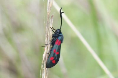 <i>Zygaena filipendulae</i>