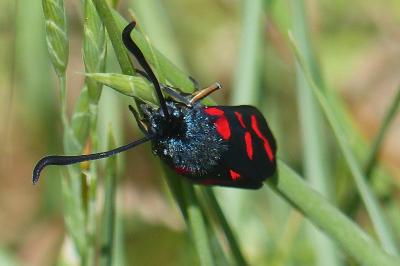 <i>Zygaena filipendulae</i>