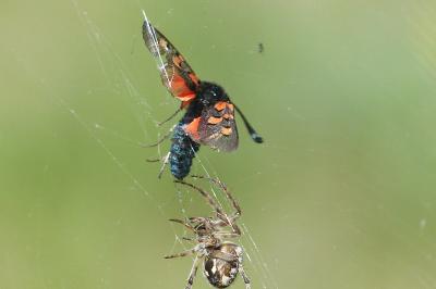 <i>Zygaena rhadamanthus</i>