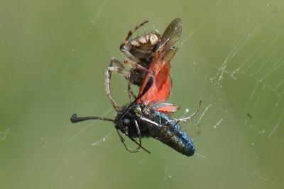 <i>Zygaena rhadamanthus</i>