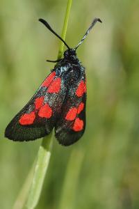 <i>Zygaena trifolii</i>