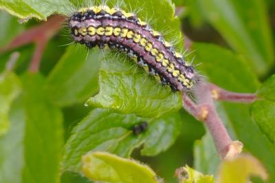 <i>Aglaope infausta</i>