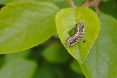 <i>Aglaope infausta</i>