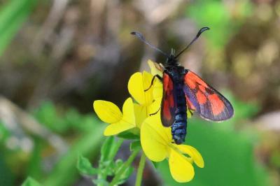 <i>Zygaena loti</i>