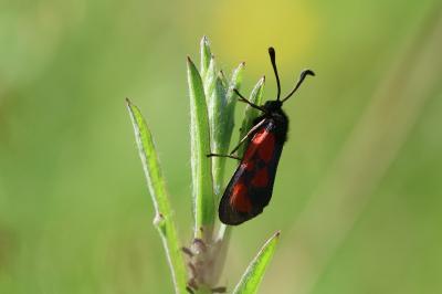 <i>Zygaena loti</i>