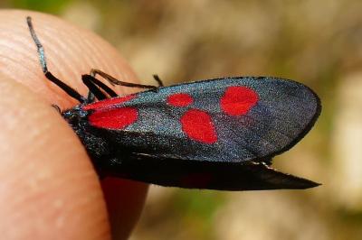 <i>Zygaena viciae</i>
