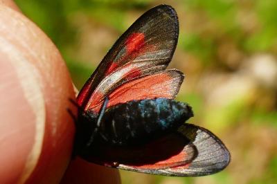 <i>Zygaena viciae</i>